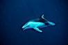 Pacific white sided dolphin. San Diego, California, USA. Image #04947