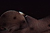 Horn shark dorsal barb. California, USA. Image #04989