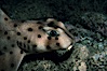 Horn shark. California, USA. Image #04990
