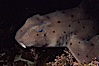 Horn shark. California, USA. Image #04991