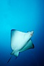 Spotted eagle ray. Galapagos Islands, Ecuador. Image #05004