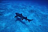 Lemon shark. Bahamas. Image #05006