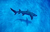 Lemon shark. Bahamas. Image #05007
