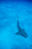 Nurse shark. Bahamas. Image #05009