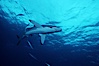 Silky shark. Cocos Island, Costa Rica. Image #05012