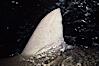 Silky shark, dorsal fin breaking surface. Cocos Island, Costa Rica. Image #05014