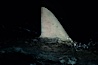 Silky shark, dorsal fin breaking surface. Cocos Island, Costa Rica. Image #05015