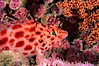 Coral hawkfish. Wolf Island, Galapagos Islands, Ecuador. Image #05055