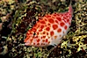 Coral hawkfish. Wolf Island, Galapagos Islands, Ecuador. Image #05056