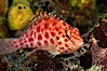 Coral hawkfish. Wolf Island, Galapagos Islands, Ecuador. Image #05057