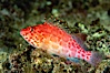Coral hawkfish. Wolf Island, Galapagos Islands, Ecuador. Image #05058