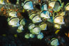 Barberfish. Socorro Island (Islas Revillagigedos), Baja California, Mexico. Image #05059