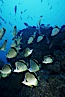 Barberfish. Socorro Island (Islas Revillagigedos), Baja California, Mexico. Image #05061