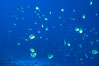 Barberfish, Socorro Island. Image #05062