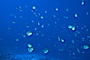 Barberfish, Socorro Island. Image #05062