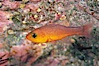 Guadalupe cardinalfish. Guadalupe Island (Isla Guadalupe), Baja California, Mexico. Image #05065