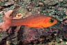 Guadalupe cardinalfish. Guadalupe Island (Isla Guadalupe), Baja California, Mexico. Image #05066