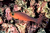 Guadalupe cardinalfish. Guadalupe Island (Isla Guadalupe), Baja California, Mexico. Image #05067