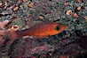 Guadalupe cardinalfish. Guadalupe Island (Isla Guadalupe), Baja California, Mexico. Image #05072