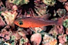 Guadalupe cardinalfish. Guadalupe Island (Isla Guadalupe), Baja California, Mexico. Image #05073