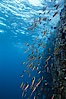 Rainbow wrasse, schooling over reef. Image #05103