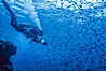 Pacific creolefish. Cousins, Galapagos Islands, Ecuador. Image #05105