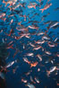 Pacific creolefish. Cousins, Galapagos Islands, Ecuador. Image #05106
