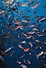 Pacific creolefish. Cousins, Galapagos Islands, Ecuador. Image #05106