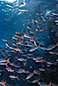 Pacific creolefish. Cousins, Galapagos Islands, Ecuador. Image #05107