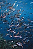 Pacific creolefish. Cousins, Galapagos Islands, Ecuador. Image #05108