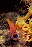Bluebanded goby, Catalina. Catalina Island, California, USA. Image #05148