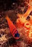 Bluebanded goby, Catalina. Catalina Island, California, USA. Image #05149