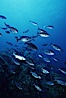 Half-moon perch. San Clemente Island, California, USA. Image #05150