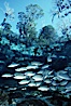 Mangrove snapper. Three Sisters Springs, Crystal River, Florida, USA. Image #05156