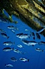 Half-moon perch, offshore drift kelp. San Diego, California, USA. Image #05176
