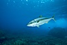North Pacific Yellowtail. Guadalupe Island (Isla Guadalupe), Baja California, Mexico. Image #05188