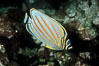 Ornate butterflyfish. Maui, Hawaii, USA. Image #05194