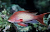 Jewel fairy basslet (male color form), also known as lyretail anthias. Egyptian Red Sea, Egypt. Image #05200