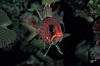 Squirrelfish. Roatan, Honduras. Image #05220