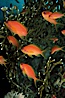 Jewel fairy basslet (female color form), also known as lyretail anthias. Egyptian Red Sea, Egypt. Image #05225