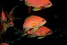 Jewel fairy basslet (female color form), also known as lyretail anthias. Egyptian Red Sea, Egypt. Image #05226