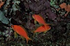 Jewel fairy basslet (female color form), also known as lyretail anthias. Egyptian Red Sea, Egypt. Image #05227