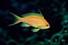 Jewel fairy basslet (female color form), also known as lyretail anthias. Egyptian Red Sea, Egypt. Image #05228
