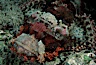 Flathead scorpionfish. Egyptian Red Sea, Egypt. Image #05235