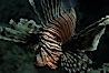 Lionfish. Egyptian Red Sea, Egypt. Image #05237