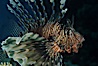 Lionfish. Egyptian Red Sea, Egypt. Image #05240