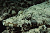Crocodile fish. Egyptian Red Sea, Egypt. Image #05241