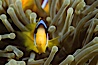 Two band anemonefish. Egyptian Red Sea, Egypt. Image #05246