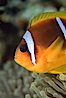 Two band anemonefish. Egyptian Red Sea, Egypt. Image #05247