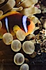 Two band anemonefish. Egyptian Red Sea, Egypt. Image #05260